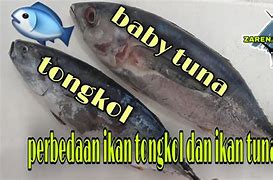 Apakah Ikan Tongkol Itu Ikan Laut