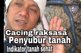 Cacing Raksasa Terbesar Di Dunia Cacing Terbesar Di Dunia